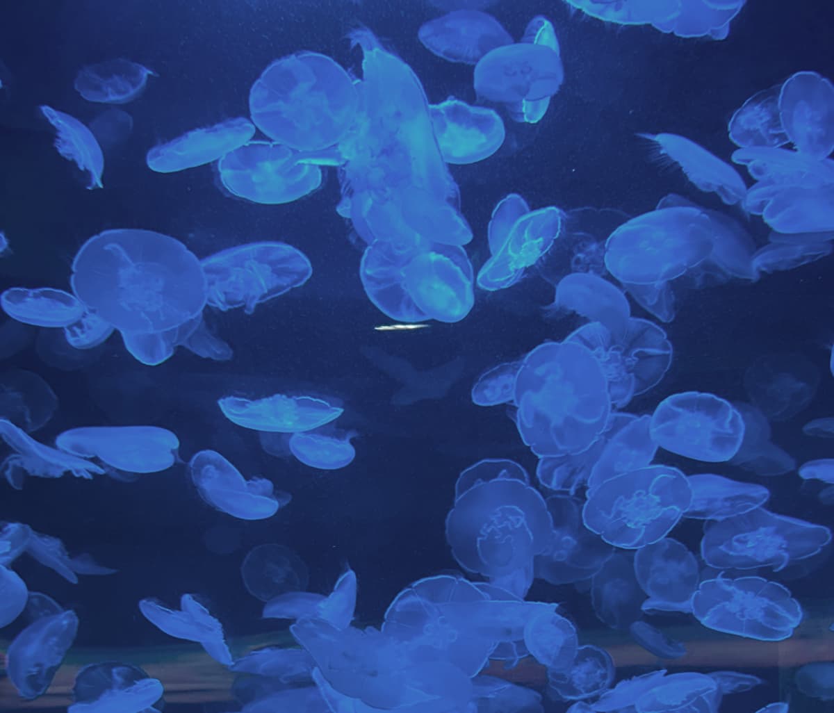 Moonjelly